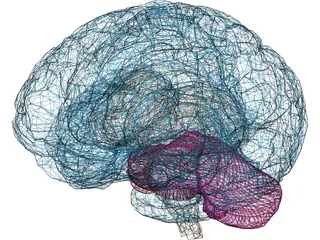 Brain Male 3D Model preview