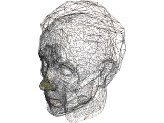 Face Muscles And Head 3D Model preview