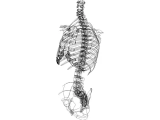 Torso 3D Model preview
