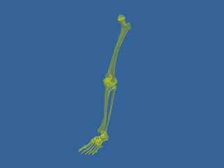 Leg Bone 3D Model preview