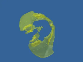 Pelvis 3D Model preview