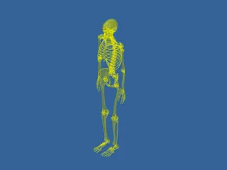 Skeleton 3D Model preview