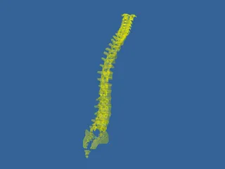 Vertebral Column 3D Model preview