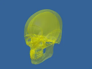 Skull 3D Model preview