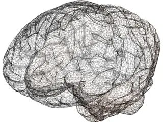 Brain Male 3D Model preview