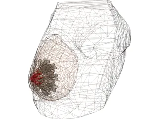 Breast 3D Model preview