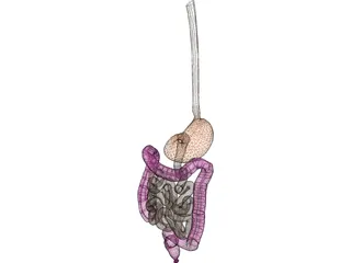 Digestive Tract Internal Organ 3D Model preview