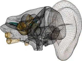 Ear 3D Model preview