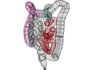 Intestines 3D Model preview