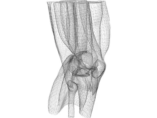 Knee 3D Model preview