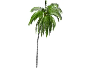 Palm Tree Cocoa 3D Model preview