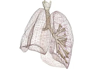Respiratory Upper 3D Model preview