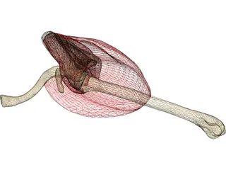 Shoulder 3D Model preview