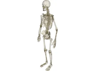 Skeleton Male 3D Model preview
