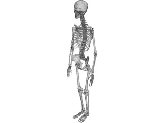 Skeleton Female 3D Model preview