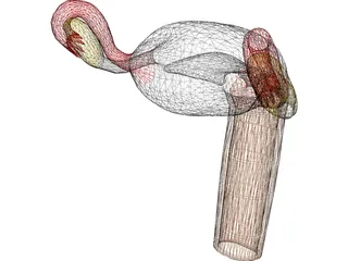 Uterus 3D Model preview