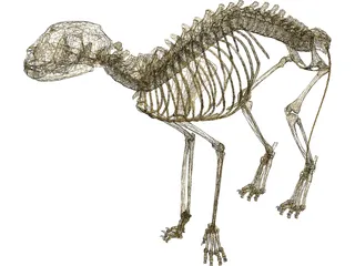 Cat Skeleton 3D Model preview
