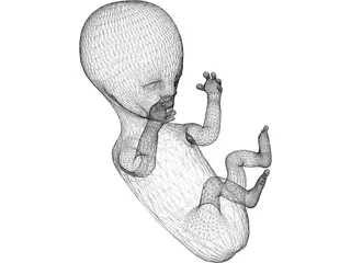Baby Fetus Infant 3D Model preview