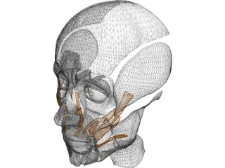 Face Muscles 3D Model preview