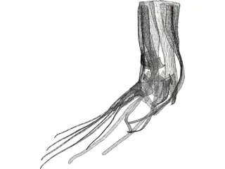 Foot Muscles 3D Model preview