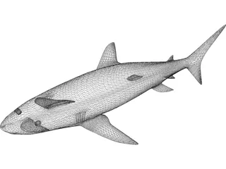 Shark 3D Model preview
