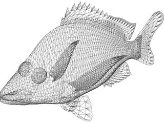John Dory Type Fish 3D Model preview