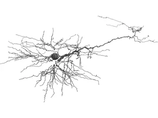 Purkinje Cell 3D Model preview