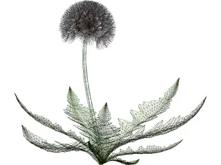 Dandelion 3D Model preview