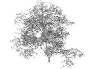 Acer Palmatum 3D Model preview