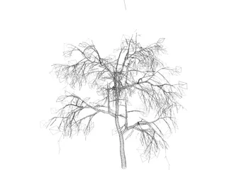 Weeping Higan Cherry 3D Model preview