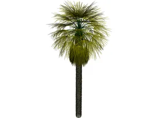 Washingtonia Palm 3D Model preview