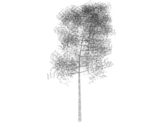 Aspen Populus 3D Model preview