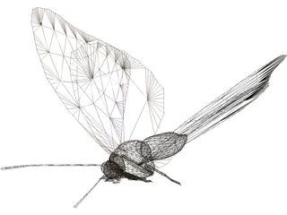 Butterfly Oomura 3D Model preview