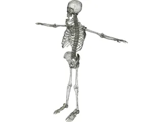 Skeleton 3D Model preview