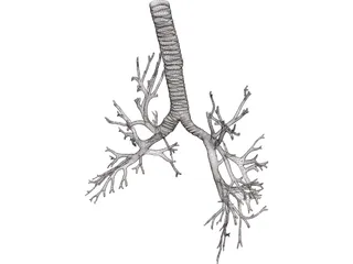 Bronquial Tree with Trachea 3D Model preview