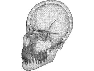 Skull 3D Model preview