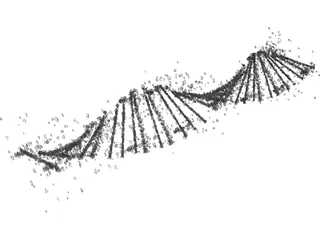 DNA Human 3D Model preview