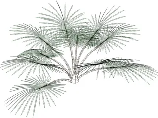 Palm Tree 3D Model preview