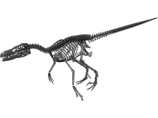 Velociraptor Skeleton 3D Model preview