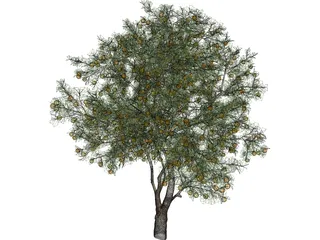Orange Tree 3D Model preview