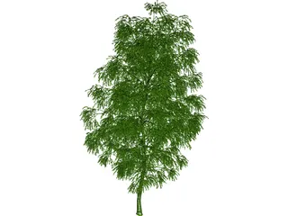 Birch Tree 3D Model preview