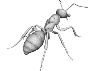 Ant 3D Model preview
