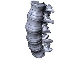 Lumbar Spine 3D Model preview