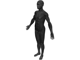 Full Human Anatomy for Simulation 3D Model preview