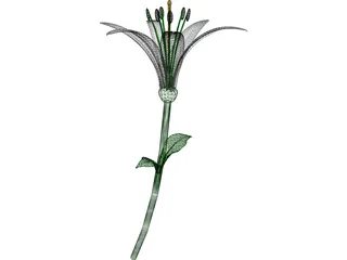 Lily 3D Model preview