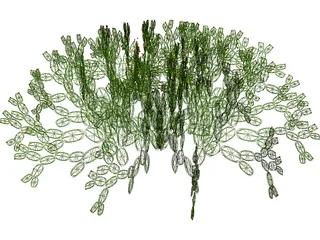Opuntia 3D Model preview