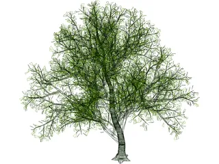 Lush Tree 3D Model preview
