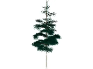 Redwood Tree 3D Model preview