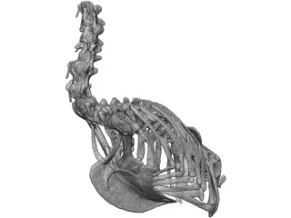 Macaw Skeleton 3D Model preview
