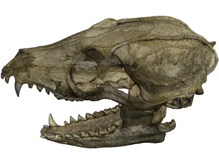 Fox Head Skull 3D Model preview